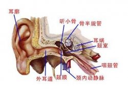 耳朵突然听不见是怎么回事？是耳聋吗？