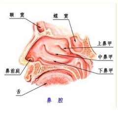 鼻炎有哪些临床表现，如何诊断鉴别？